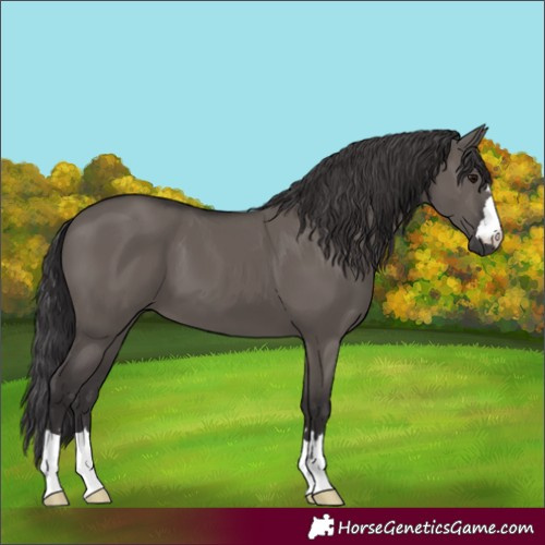 Horse Color:Smoky Grullo