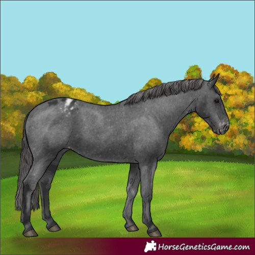 Horse Color:Black Appaloosa 
