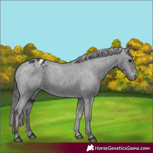 Horse Color:Black Varnish