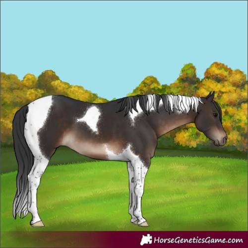 Horse Color:Brown Tobiano 