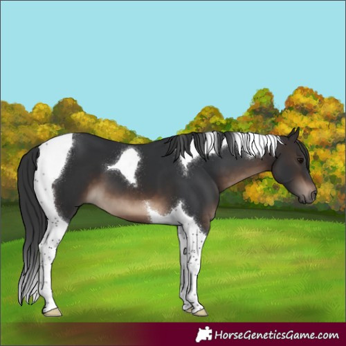 Horse Color:Brown Tobiano 