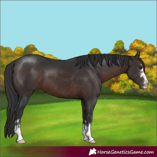 Horse Color:Brown 