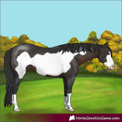 Horse Color:Brown Frame 