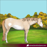 Horse Color:Smoky Black Pearl Frame 
