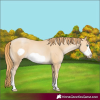 Horse Color:Smoky Black Pearl Frame