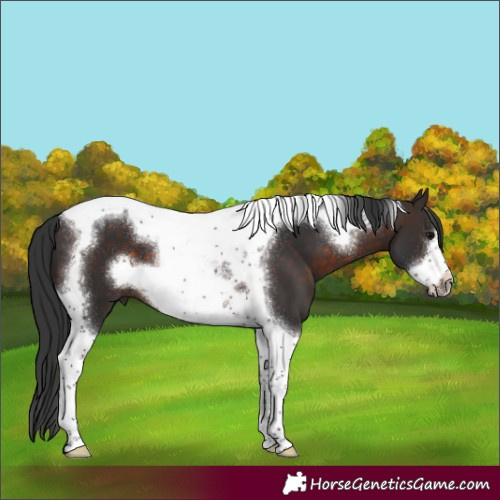 Horse Color:Brown Tobiano Frame 