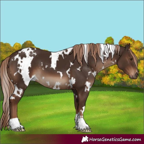 Horse Color:White Spotted Liver Chestnut 