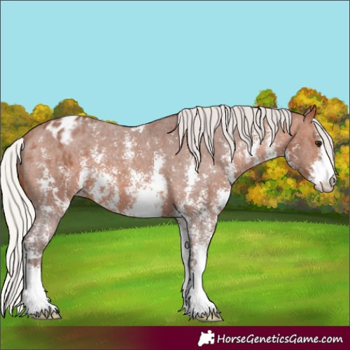 Horse Color:Silver Brown Sabino Appaloosa 