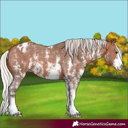 Horse Color:Silver Brown Sabino Blanket 