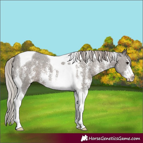 Horse Color:Silver Black Sabino Tobiano Varnish 
