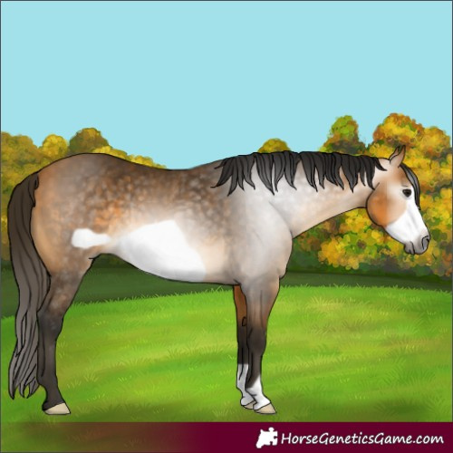 Horse Color:Gray Buckskin Frame 
