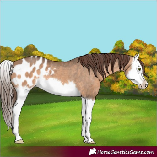 Horse Color:Bay Dun Splash Appaloosa 