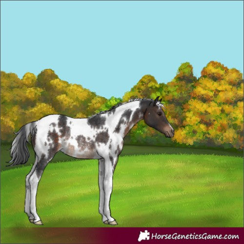 Horse Color:White Spotted Brown Tobiano Rabicano 