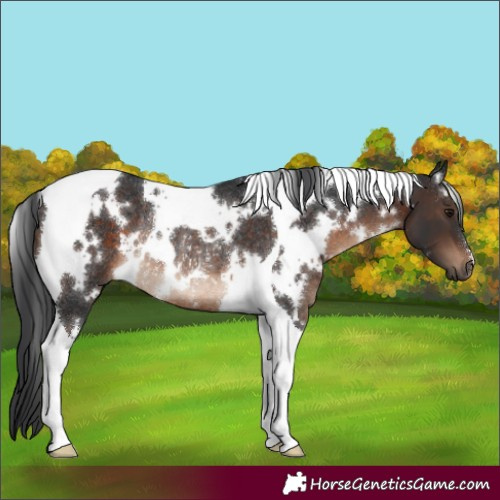 Horse Color:White Spotted Brown Tobiano Rabicano 