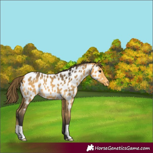 Horse Color:Buckskin Appaloosa 