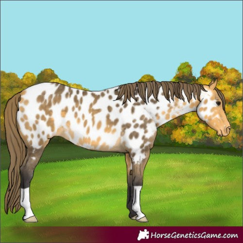 Horse Color:Buckskin Near Leopard 