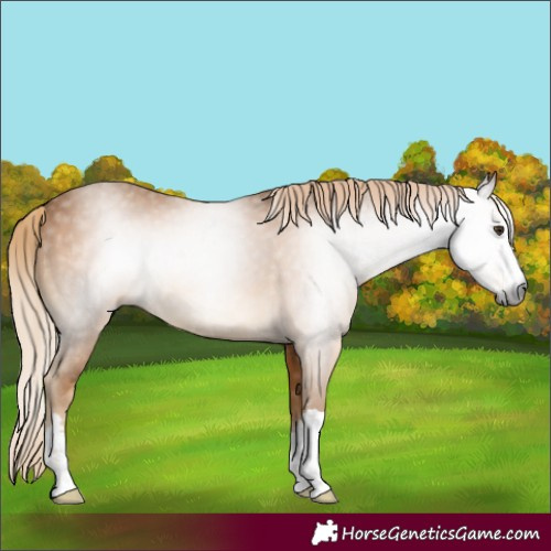 Horse Color:Gray Palomino 