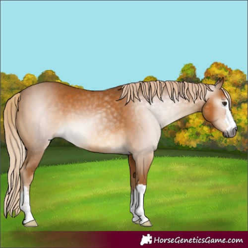 Horse Color:Gray Palomino 