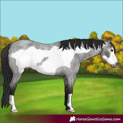 Horse Color:Gray Smoky Blue Roan Frame 