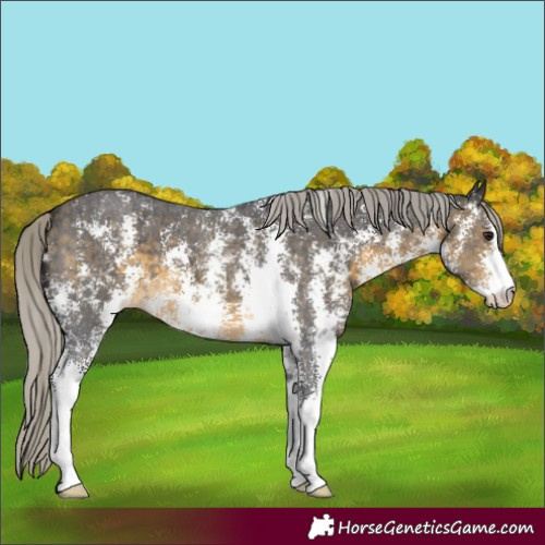 Horse Color:Silver Buckskin Sabino 