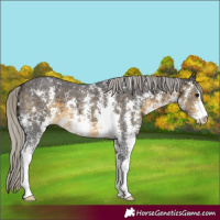Horse Color:Silver Buckskin Sabino 