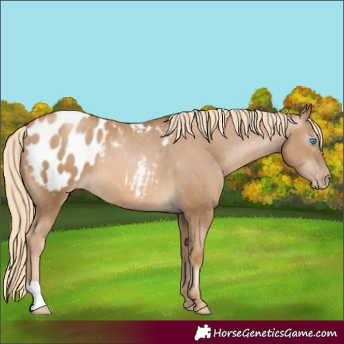 Horse Color:Gray Palomino Pearl Appaloosa 