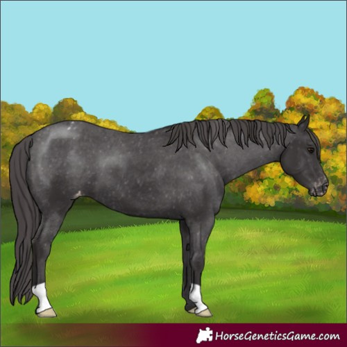 Horse Color:Smoky Black Appaloosa 