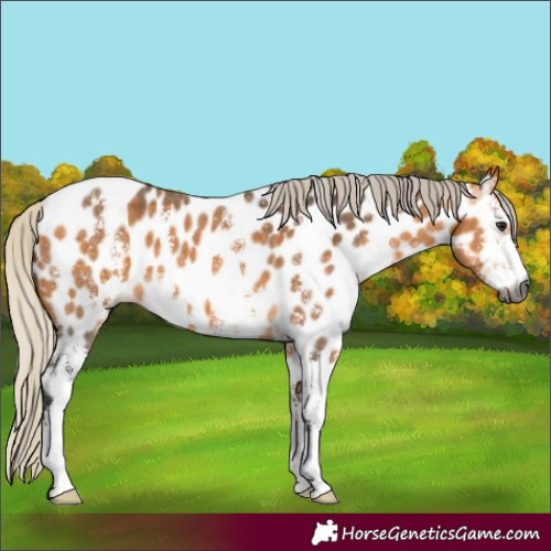 Horse Color:Gray Silver Buckskin Sabino Appaloosa 