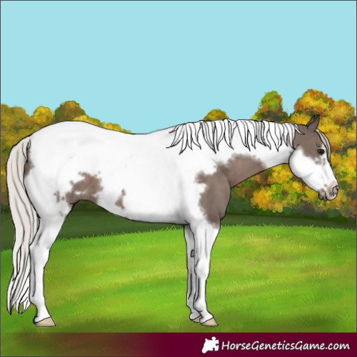Horse Color:Silver Black Tobiano Frame 