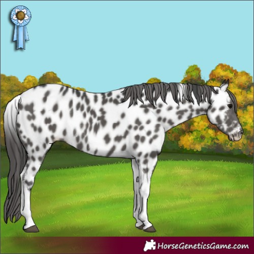 Horse Color:Black Tobiano Appaloosa Rabicano 