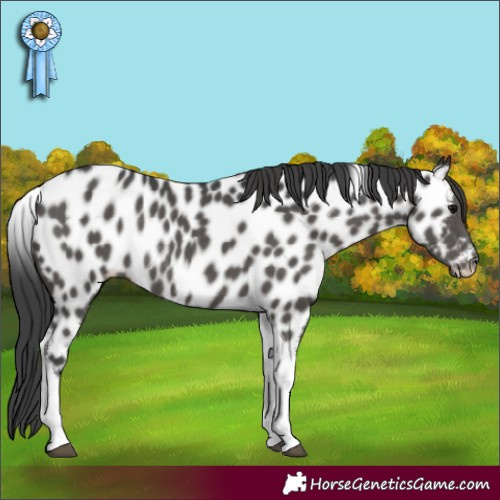 Horse Color:Black Tobiano Near Leopard Rabicano 