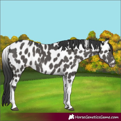 Horse Color:Black Tobiano Appaloosa Rabicano 