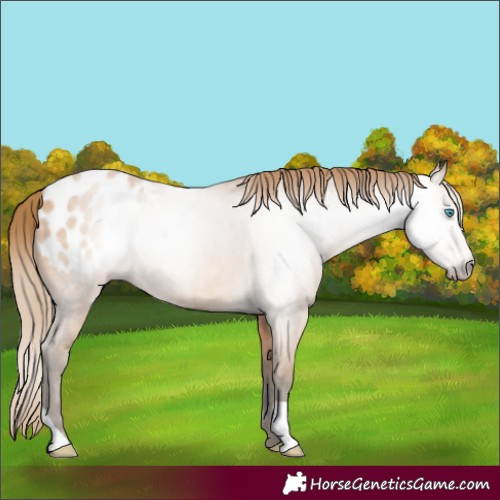 Horse Color:Gray Perlino Blanket 