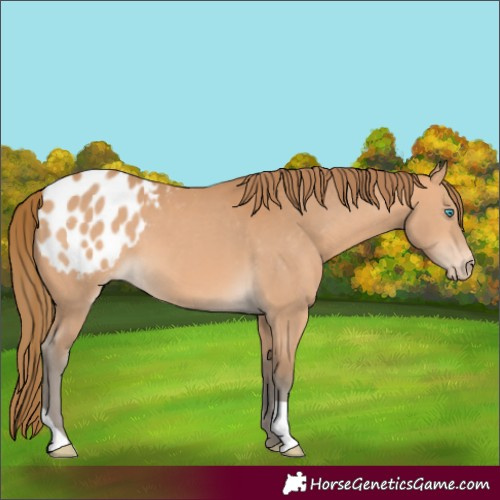 Horse Color:Gray Perlino Appaloosa