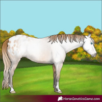 Horse Color:Gray Perlino Blanket 
