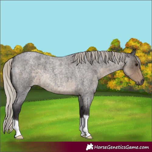 Horse Color:Silver Smoky Blue Roan 