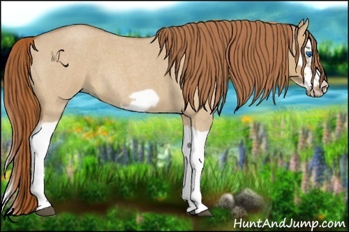 Horse Color:Red Dun Roan Splash Frame Rabicano 
