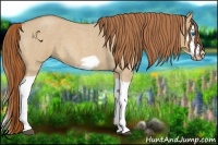 Horse Color:Red Dun Roan Splash Frame Rabicano