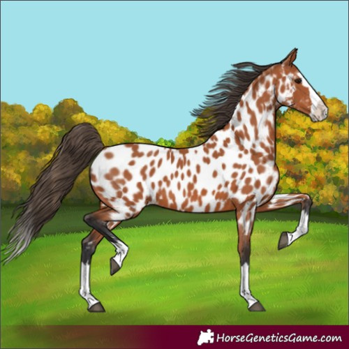 Horse Color:Bay Splash Near Leopard 