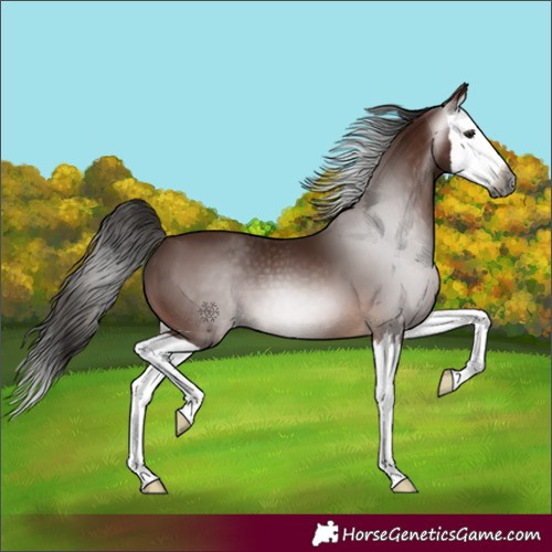 Horse Color:Gray Bay Splash 