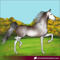 Horse Color:Gray Bay Splash 