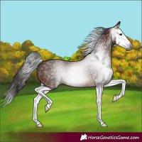 Horse Color:Gray Bay Splash 