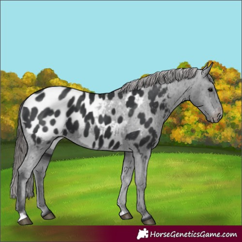Horse Color:Black Near Leopard