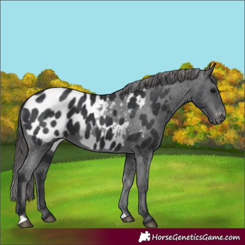 Horse Color:Black Appaloosa