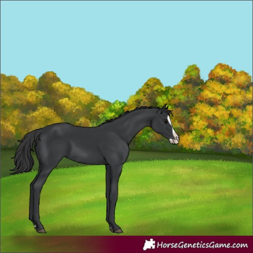Horse Color:Black Splash 