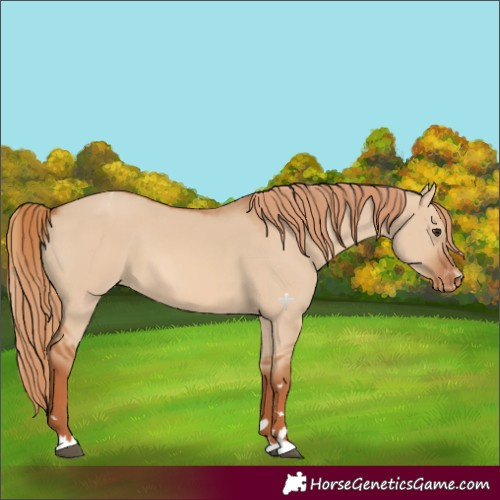Horse Color:Red Dun Varnish 