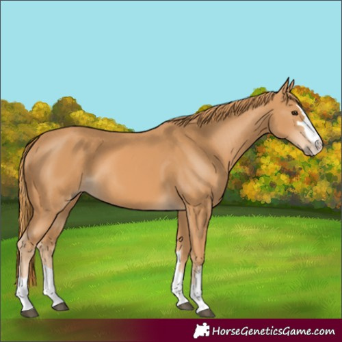 Horse Color:Unknown 