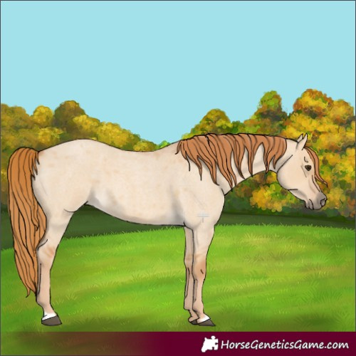 Horse Color:Red Dun Roan 