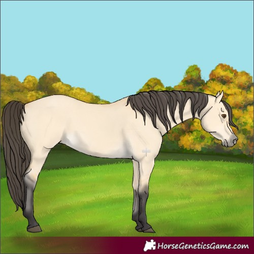 Horse Color:Buckskin Dun 