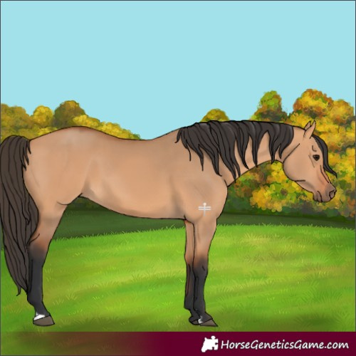 Horse Color:Bay Dun 